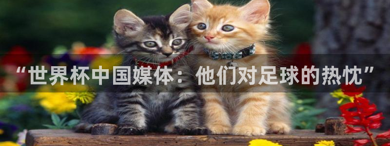 世界杯48支球队赛制:“世界杯中国媒体:他们对足球的热忱”